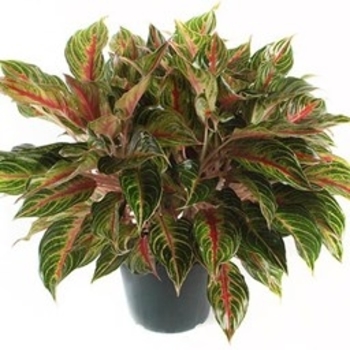 Aglaonema 'Tropical Passion' 