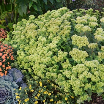 Sedum Rock 'N Grow® 'Lemonjade'