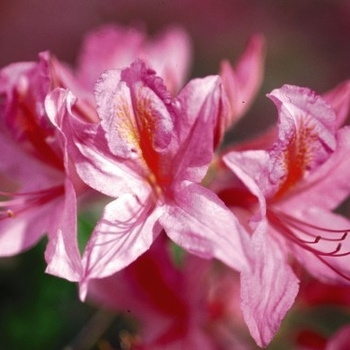 Rhododendron 