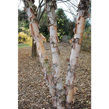 Betula nigra 'Studetec' 