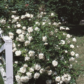 Rosa 'White Dawn' 