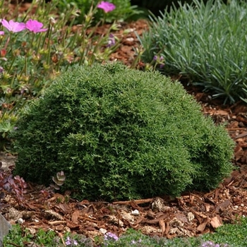 Chamaecyparis pisifera 'Cumulus' 