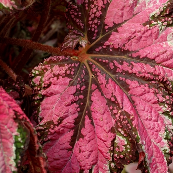 Begonia T Rex™ 'Dancing Peacock'