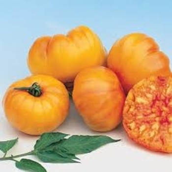 Lycopersicon esculentum 'Striped German' 