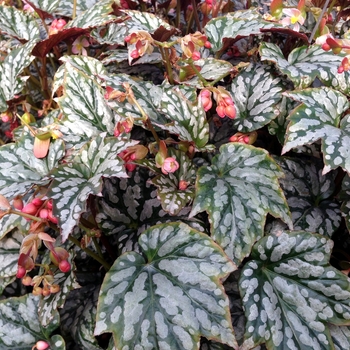 Begonia 'Jolly Holly' PPAF