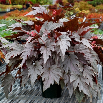 Begonia Holiday™ 'Silver Bells'