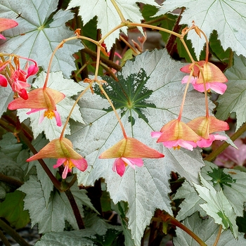 Begonia 'Snowflake' PPAF