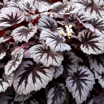 Begonia 'Spirit' PPAF