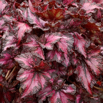 Begonia Nautilus™ 'Exotic'