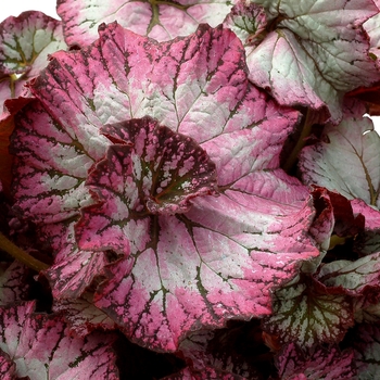 Begonia 'Lilac' PPAF