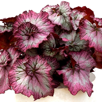 Begonia Nautilus™ 'Lilac' (121182)