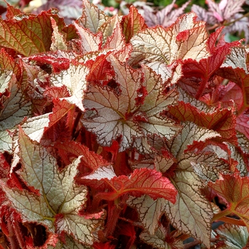 Begonia Nautilus™ 'Moonlit'