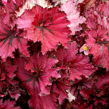 Begonia 'Ruby' PPAF