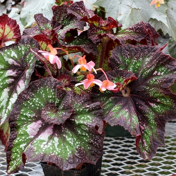 Begonia 'Supreme' PPAF