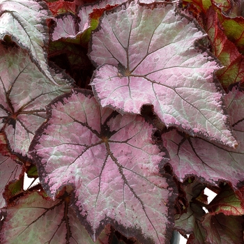 Begonia Shade Angel™ 'Pearl'