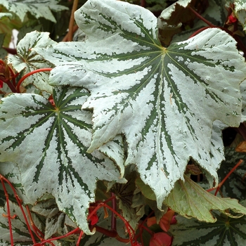 Begonia 'Silver' TNBEGSS PPAF