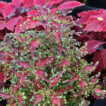 Coleus 'Scarlet Ibis' 