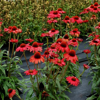 Echinacea 'Red' TNECHKRD PPAF