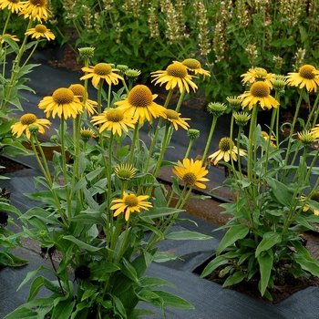 Echinacea Kismet® 'Yellow' TNECHKY PPAF