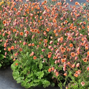 Geum 'TNGEUTO' PPAF