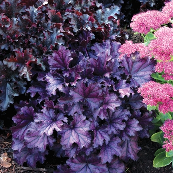 Heuchera 'Purple' PP26358