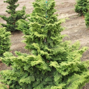 Chamaecyparis obtusa 'Willamette Elegance' 