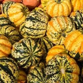 Cucurbita pepo 'Carnival' 