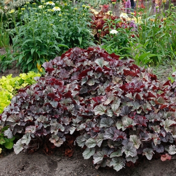 Heuchera 'Silver' PPAF