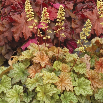 Heuchera 'Topaz Jazz'