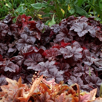 Heucherella 'Onyx' PPAF