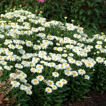 Leucanthemum x superbum 'Adorable'