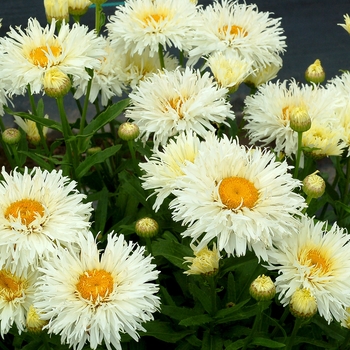 Leucanthemum x superbum 'Coconut'