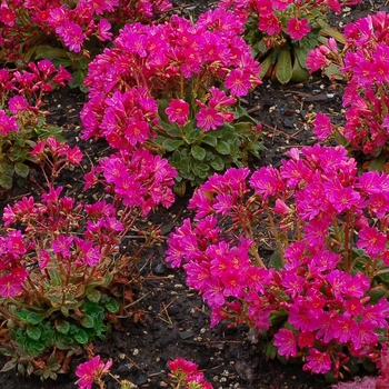 Lewisia 'Fuchsia' PPAF