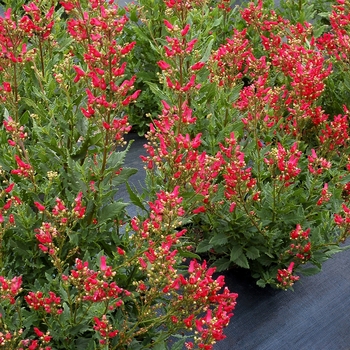 Scrophularia macrantha 'Cardinale™ Red'