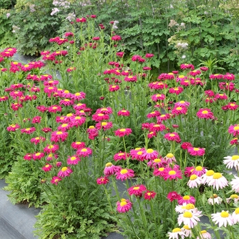 Tanacetum coccineum Radiant™ 'Deep Pink'