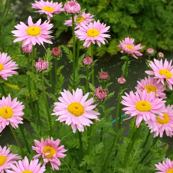 Tanacetum coccineum 'Light Pink' PPAF