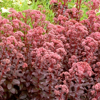 Sedum telephium 'Orbit Bronze'