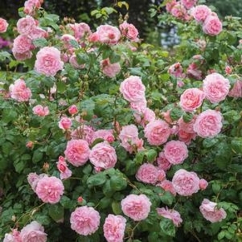 Rosa 'Ausrimini' 