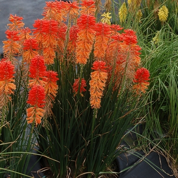 Kniphofia 'Sunset' PP28464