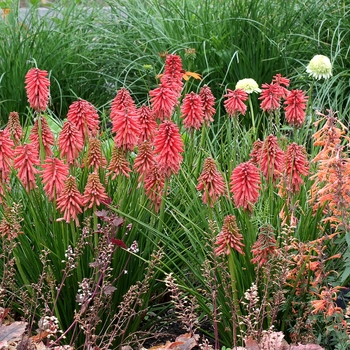 Kniphofia 'Red' PP27446