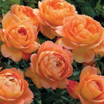 Rosa 'Lady of Shalott' 