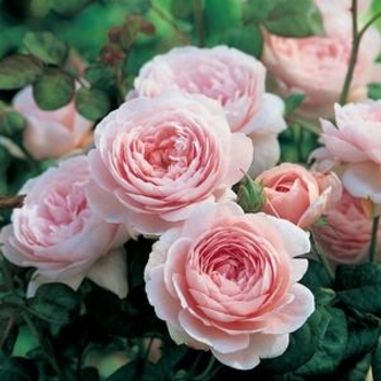 Rosa 'Queen of Sweden' 