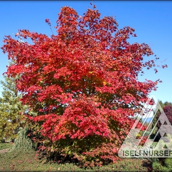 Acer x pseudosieboldianum 'IsINW' 