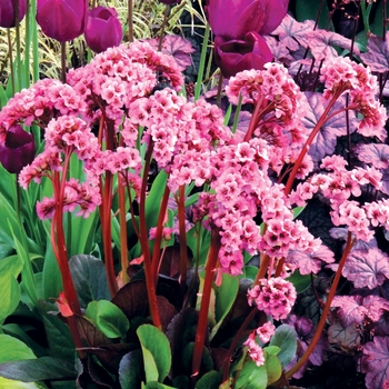 Bergenia 'Spring Fling'