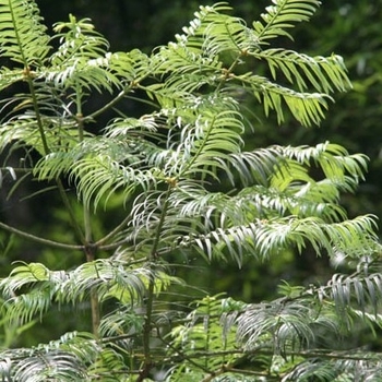 Cephalotaxus fortuneii 'Ryan Gainey' 