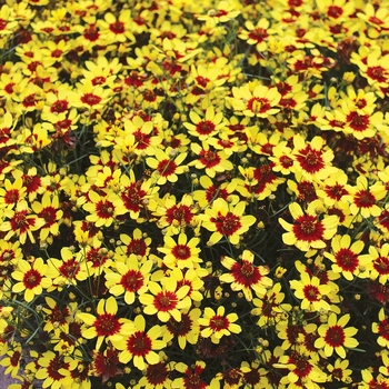 Coreopsis verticillata 'Firefly' PP26295