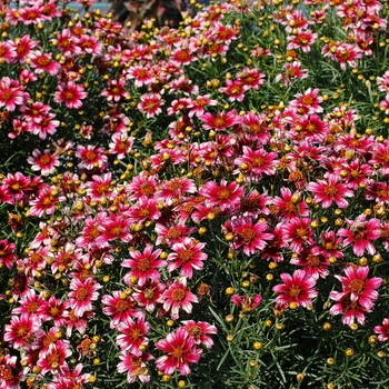 Coreopsis 'Madras Magic'