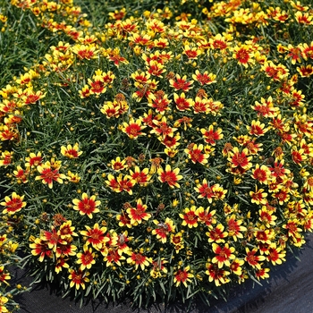 Coreopsis Honeybunch™ 'Red & Gold'