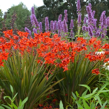 Crocosmia x crocosmiiflora Twilight Fairy™ 'Crimson'