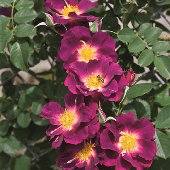 Rosa 'ORAfantanov' 